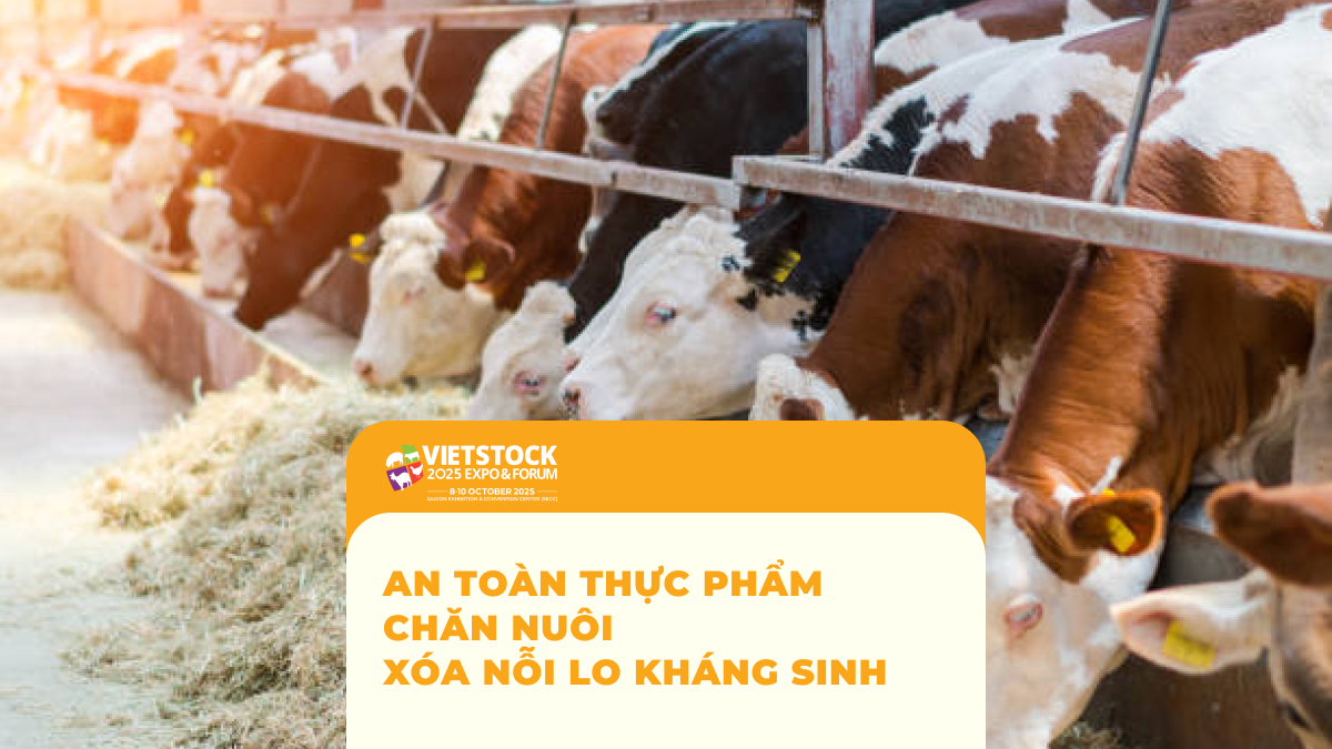 An Toàn Thực Phẩm Chăn Nuôi Xóa Nỗi Lo Kháng Sinh